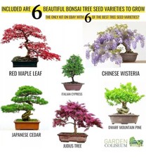 Bonsai Tree kit - Seed Germination Starter Kit with 6 Seed Species to Grow New