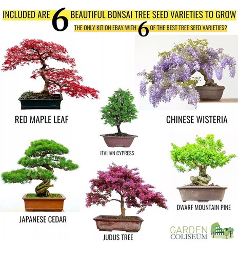 Bonsai tree kit - tree,
