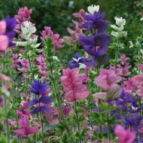 Clary sage tricolor mix salvia - mix,