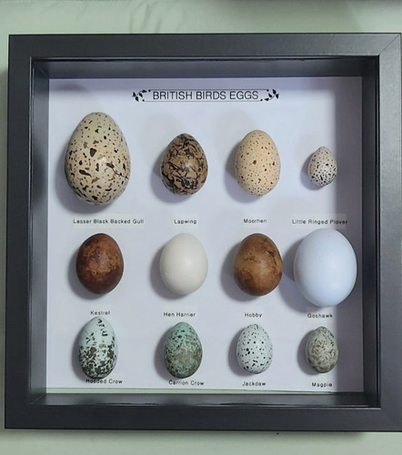 Replica birds eggs framed all - eggs,