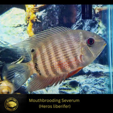 Mouthbrooding Severum Cichlid