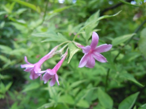 Pink jasmine stephanense - x,