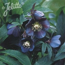 Hellebore ‘Single Slate