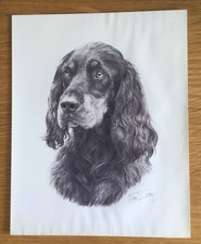 Vintage Gordon Setter Sketch Art Print By M J Sibley Unframed