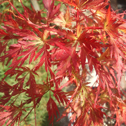 Acer palmatum seiryu - acer, 'seiryu'