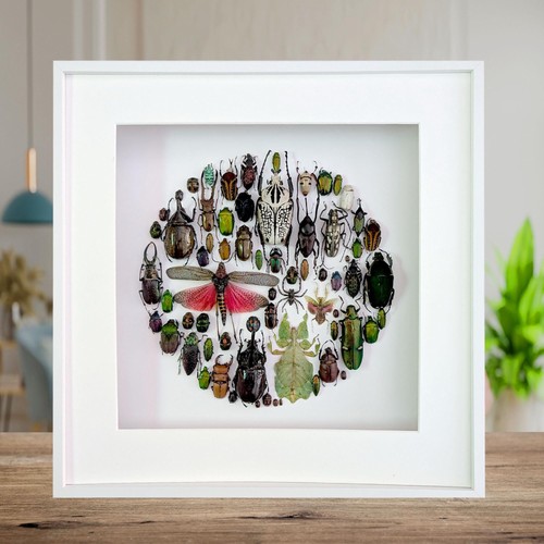 Framed big format - , beetle