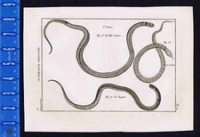 SNAKES-King-Black Headed-Cobel 1789 Bonnaterre Engraving 