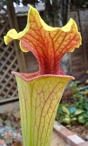Sarracenia moorei pink - sarracenia,