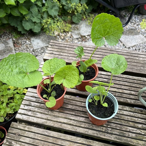 9cm pot plants hollyhock - 9cm,