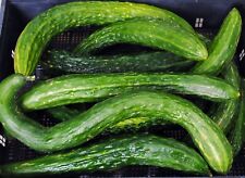 Chinese Long Green Cucumber - Cucumis sativus - 5+ seeds - Samen - Cu 052