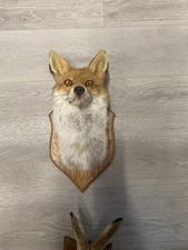 Taxidermy Fox Head