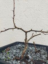 Hawthorn Bonsai Tree #6