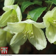 Clematis Hardy Perennial