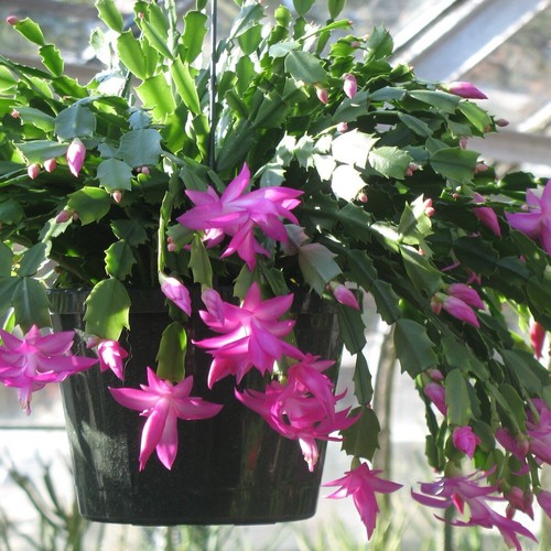 Purple flowers christmas - purple,