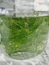 Guppy Grass (Najas
