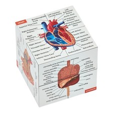 Human Anatomy Study Cube |