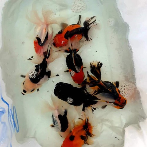 Tricolor oranda premium - tricolor,