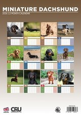 Miniature Dachshund Dog 2026 A3 Calendar