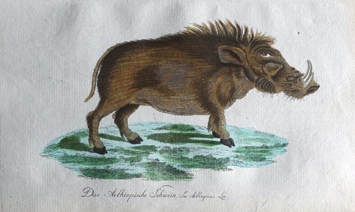 Ethiopian hog sus aethiopicus - ethiopian,