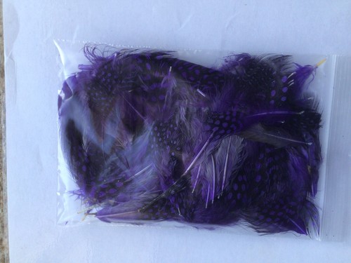 Guinea fowl dyed feathers 3 - guinea,