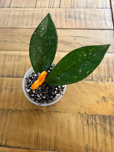 Hoya carnosa splash rooted - carnosa,