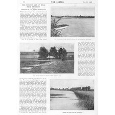 The Modern Art of Wild Duck Shooting - 2x Antique Prints 1897