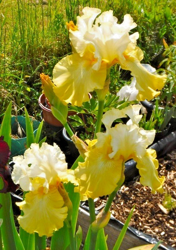 Bearded iris germanica - bearded,