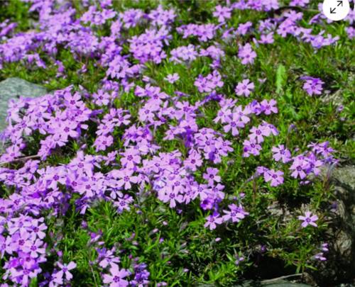 Alpine phlox subulata plant - alpine,