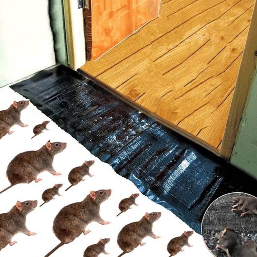 Mouse traps catcher - mouse,