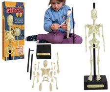 Desktop Tabletop Anatomical