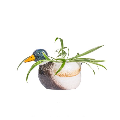 Sass belle mallard duck - sass,