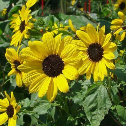 Sunflower piccolo - -, stella)