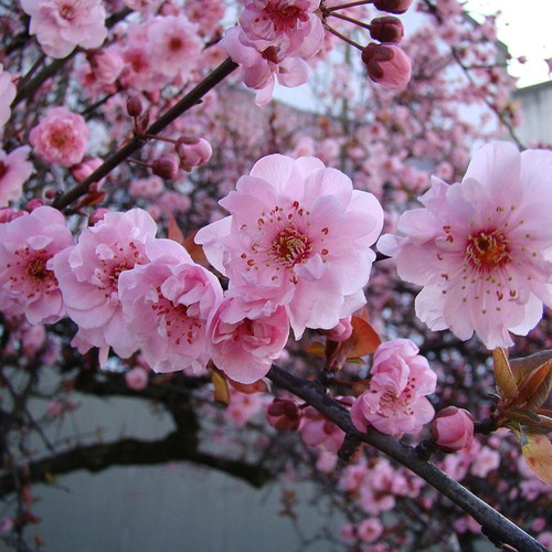 Prunus blireana flowering - x,