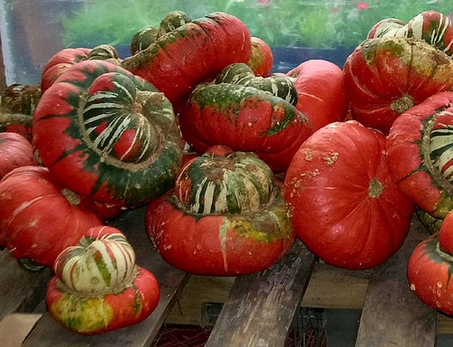 Flower gourd turks turban - turks,