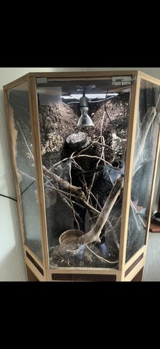 Arboreal reptile vivarium - vivarium, with