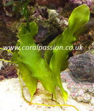 Caulerpa Prolifera, Live marine algae FREE POST