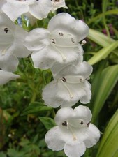 Pack x6 Special Pensham