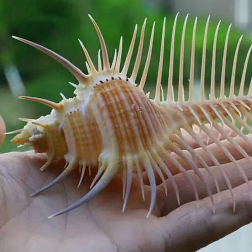 2pcs natural murex pecten - natural,