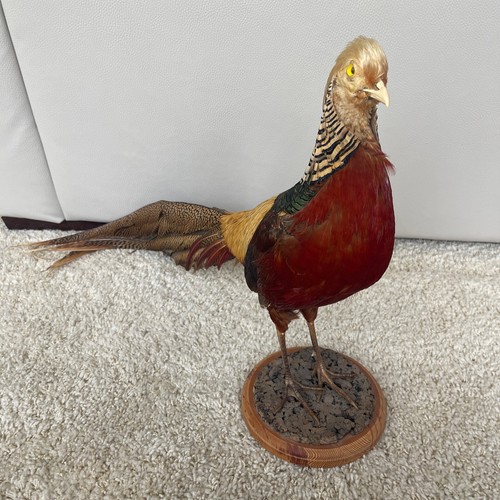 Stunning golden pheasant - stunning,