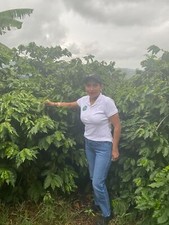 JAMAICAN BLUE MOUNTAIN COFFEE