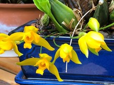 Lycaste aromatica. Adult Orchid + Flower Bud! Adult orchid + floral bud