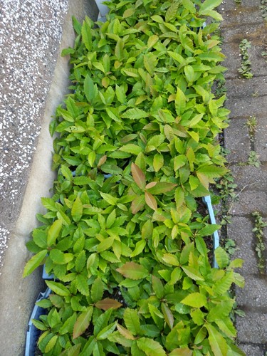 Bare root young sweet - 10,