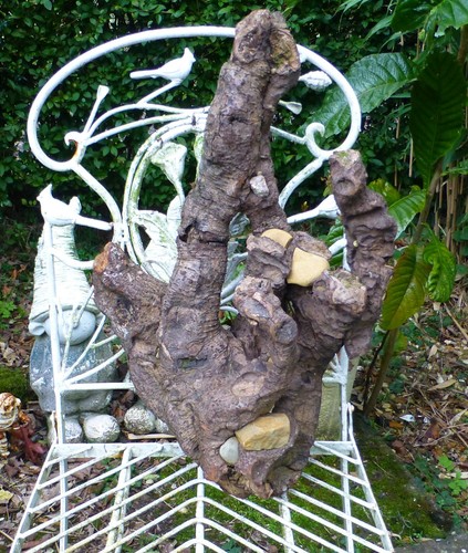 Natural driftwood tree root - natural,