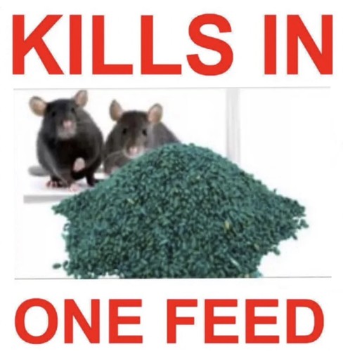Rodent poison bait killer - rodent,