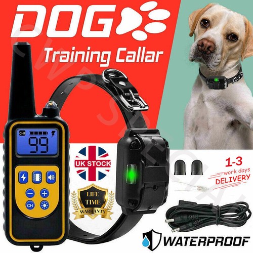 Pet dog training - pet,