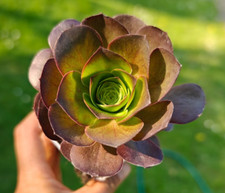 Rare Aeonium Metallic Rose