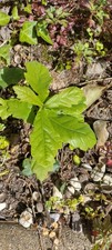 English oak tree - english,