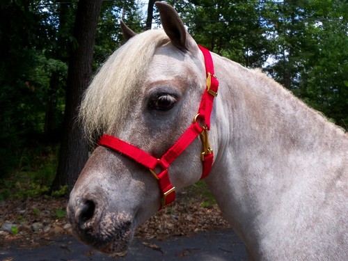 Miniature horse adjustable - miniature,