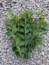 Stick/Leaf insect food -  Fresh privet cuttings, 20 Stems, about 200 Leaves