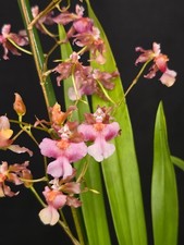 Oncidium "Rosy Sunset" Very